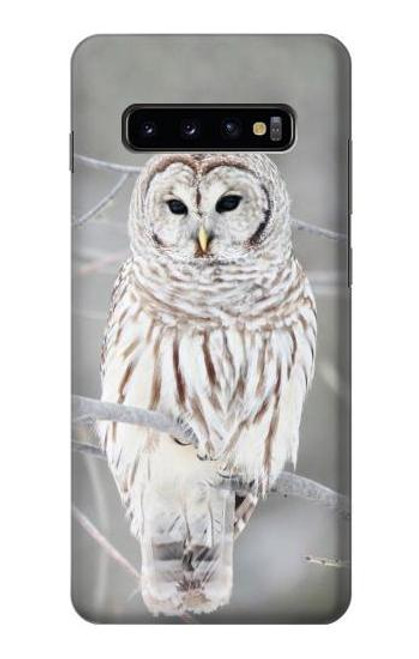 S1566 Snowy Owl White Owl Case For Samsung Galaxy S10 Plus