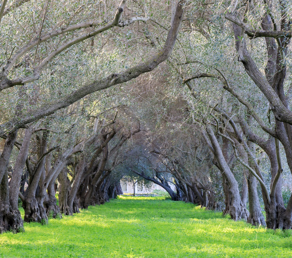 Meet the Flavors of We Olive
