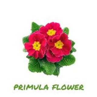 Primula