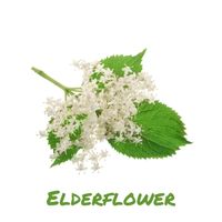 Elderflower