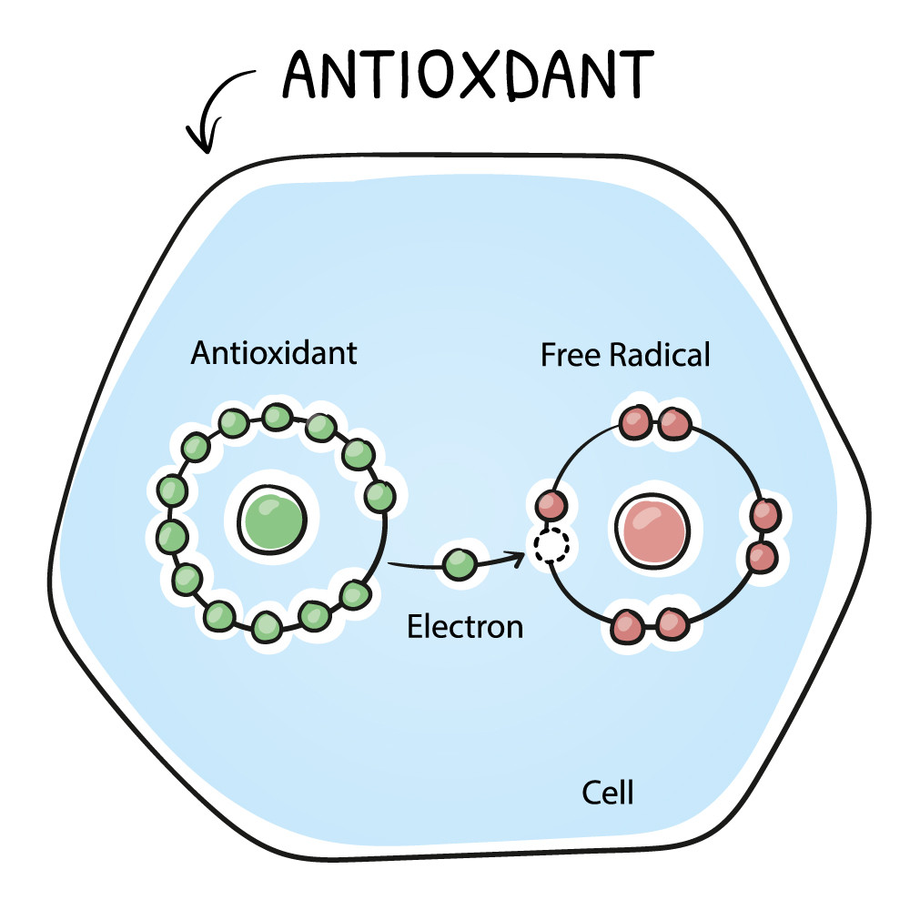 Antioxidants: What They Are & Why They're Important For Skin