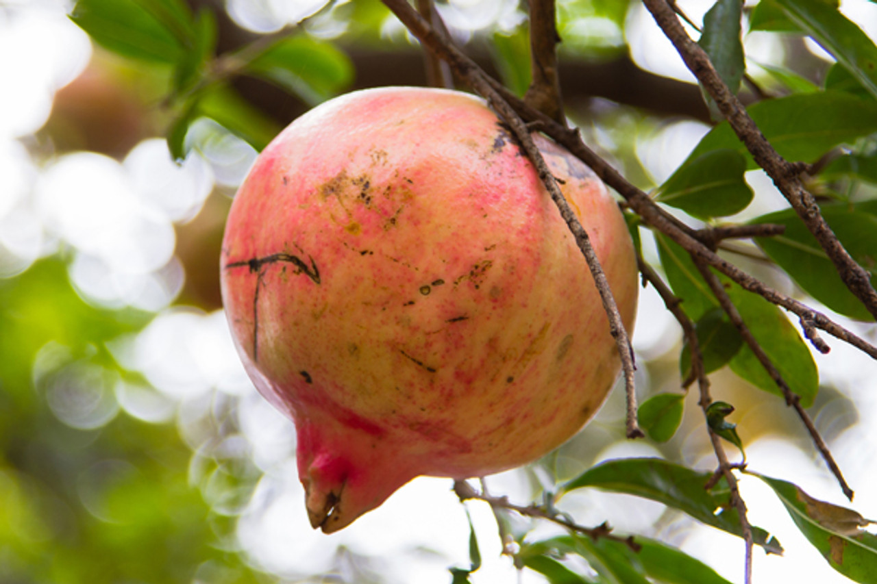 Whole pomegranate extract with punicalagins proven best to prevent UVA and UVB damage to skin and collagen synthesis