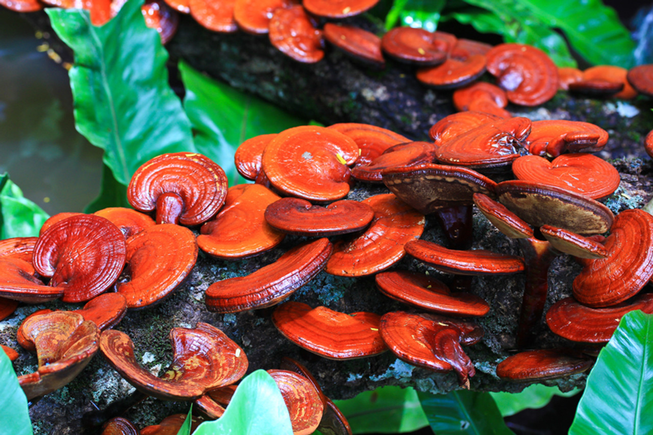 3 Surprising Reishi Mushroom Benefits for Dry, Sensitive, and Aging Skin