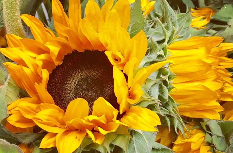 Is Sunflower Oil Good for Your Skin?  Why Using Sunflower Oil on Your Face is Fantastic