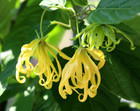 Ylang Ylang Extra Essential Oil Ylang Ylang Extra Essential Oil