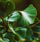 Peace - Evening Calming Elixir Peace - Evening Calming Elixir