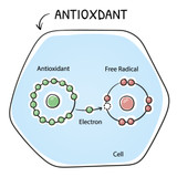 Antioxidants: What They Are & Why They're Important For Skin