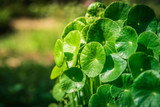 What is Gotu Kola Good For?  Gotu Kola Health Benefits for Gut, Brain, and Skin