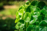 Gotu Kola:  The skin tightening herb with uses and benefits that increase collagen production and firmness