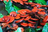 3 Surprising Reishi Mushroom Benefits for Dry, Sensitive, and Aging Skin