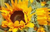 Is Sunflower Oil Good for Your Skin?  Why Using Sunflower Oil on Your Face is Fantastic