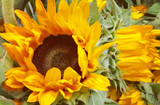 Sunflower Seed Oil is a Vitamin E powerhouse for healing skin and a perfect oil for sensitive skin