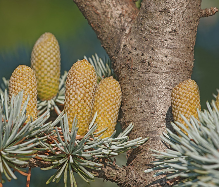 Atlas Cedarwood Essential Oil