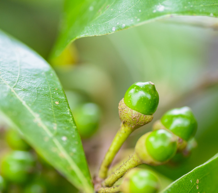 Litsea cubeba or may chang essential oil