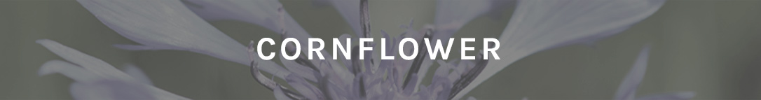 cornflower-2.jpg Quiz Result Cornflower