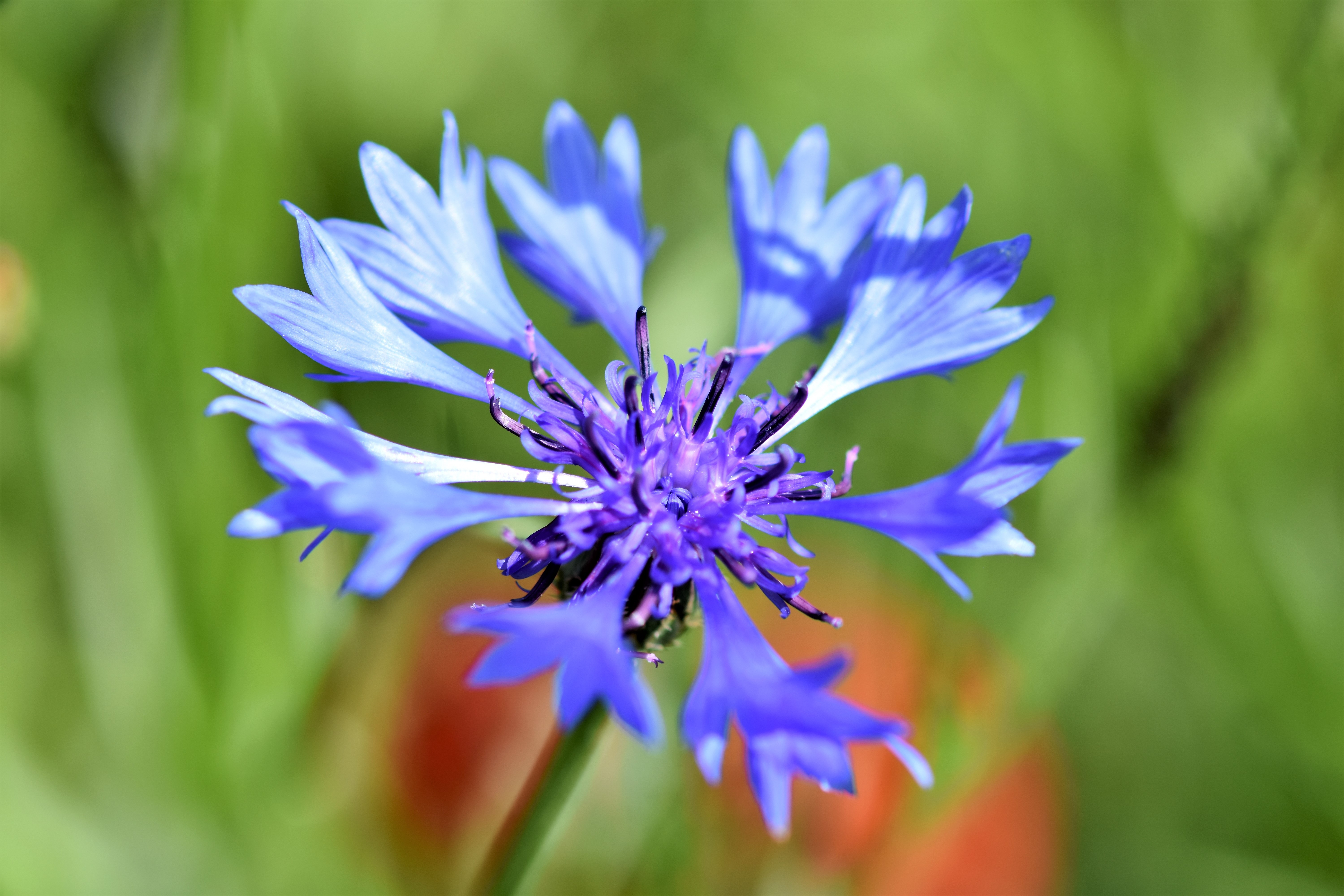 cornflowerquiz.jpg Cornflower natural skincare