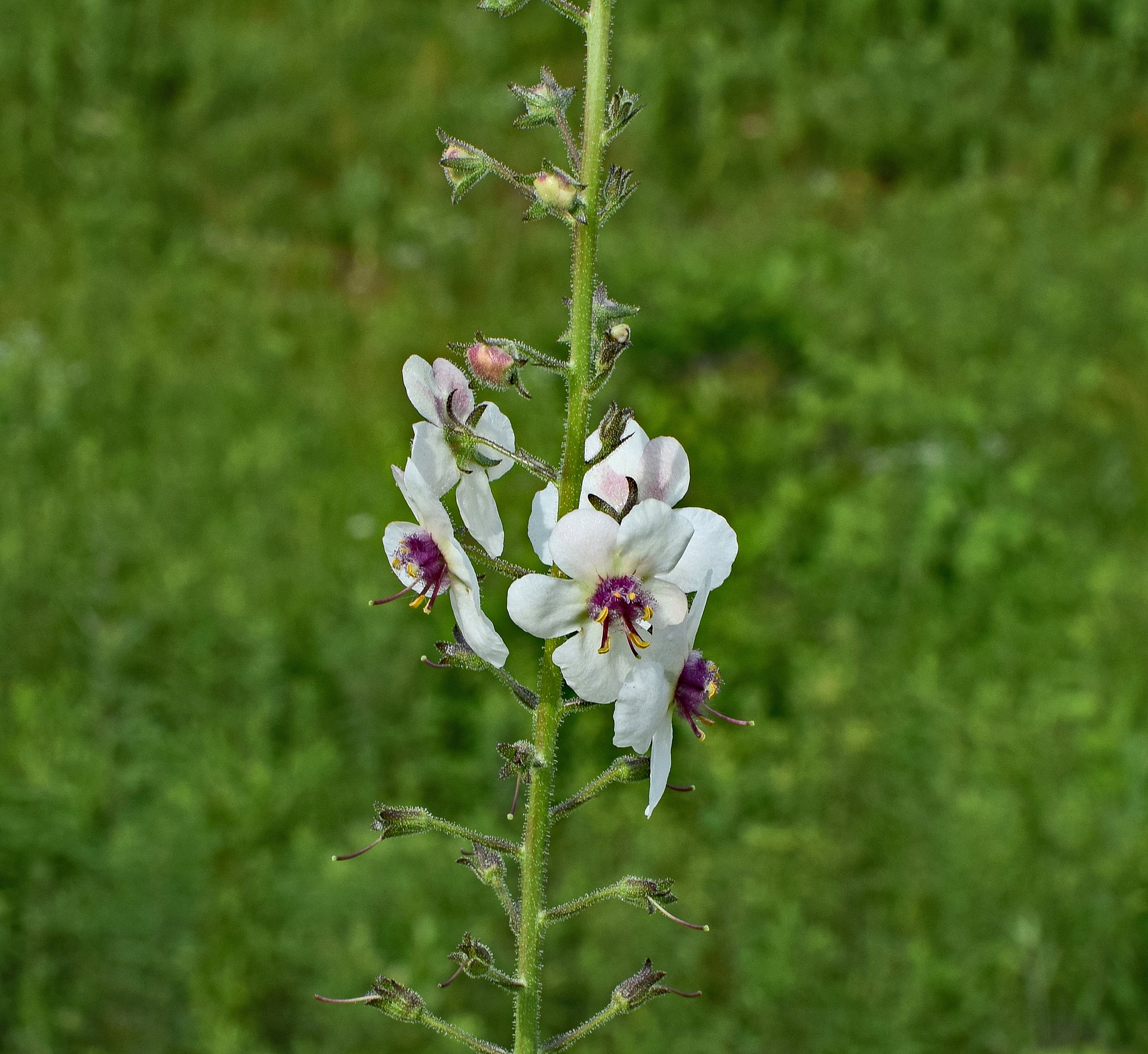Marshmallow is an herb in natural skincare