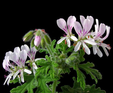 Egyptian Geranium Essential Oil