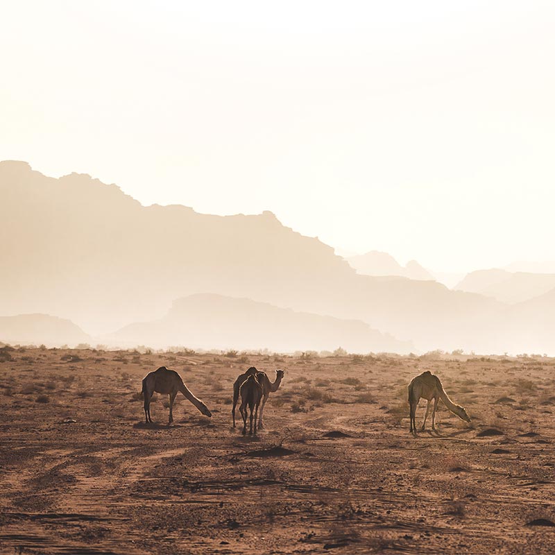 Camels Of Jordan