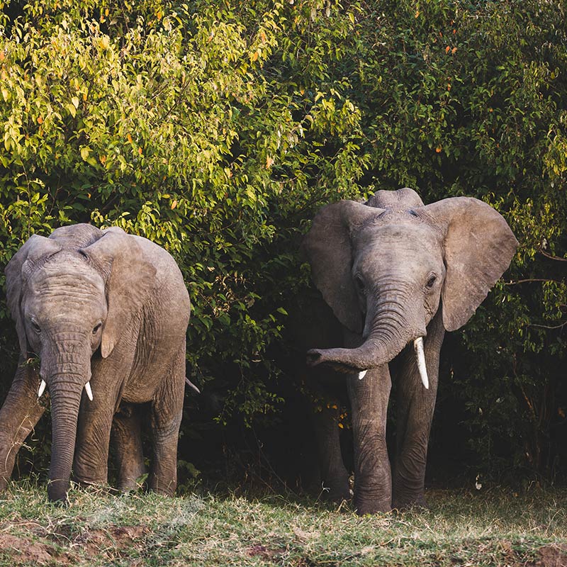 Kenya Safari Elephants