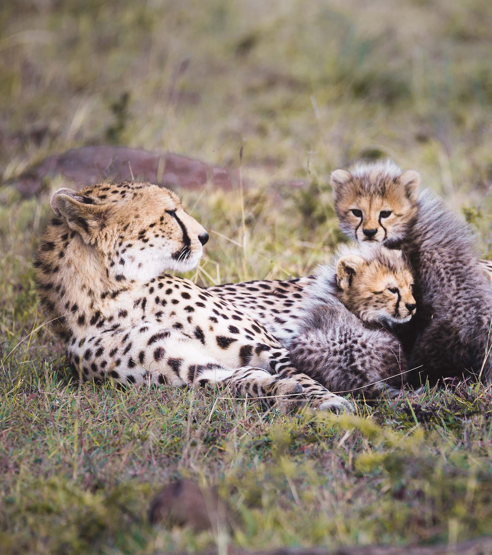 Kenyan Cheetah Family With Cubs