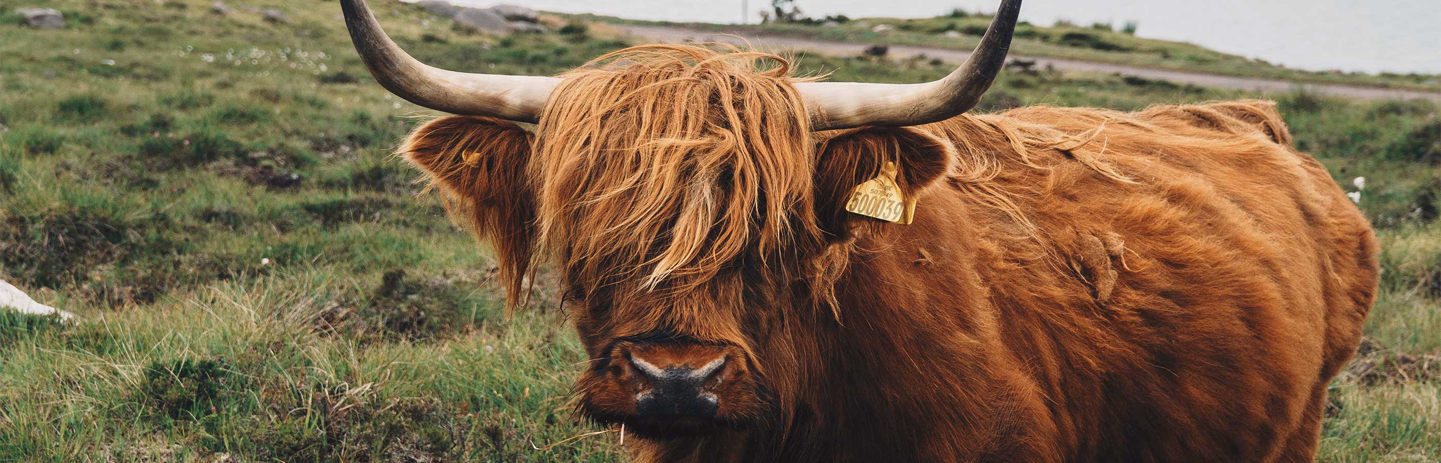 Scottish Cows