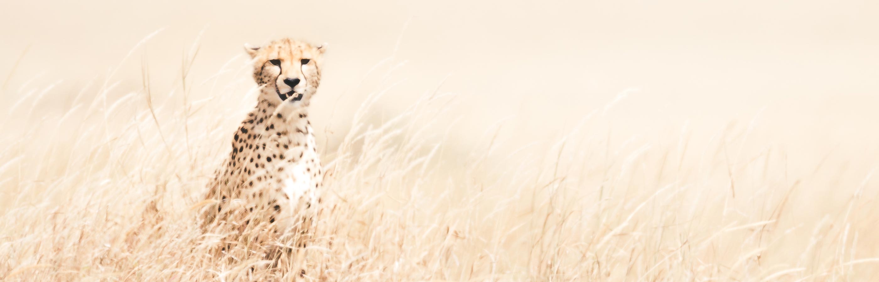 Tanzania Leopard On Safari