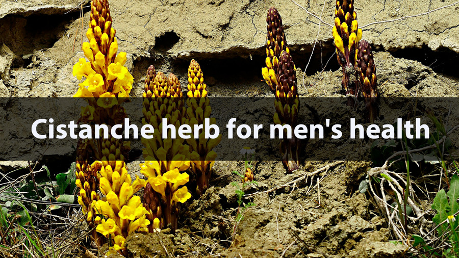 The Powerful Effects of Cistanche Herb for Men's Health: A Comprehensive Guide The Powerful Effects of Cistanche Herb for Men's Health: A Comprehensive Guide