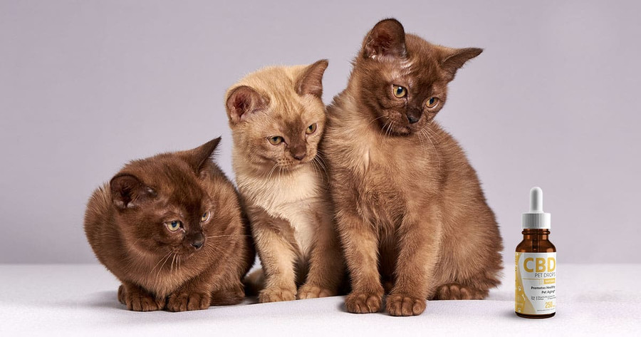 A Comprehensive Guide on CBD Oil for Cats A Comprehensive Guide on CBD Oil for Cats