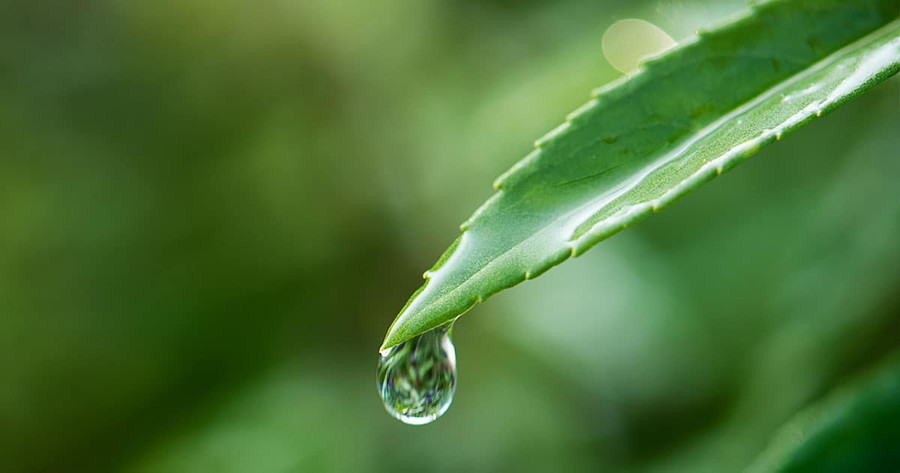 CBD Vs. THC: How Are They Different? CBD Vs. THC: How Are They Different?