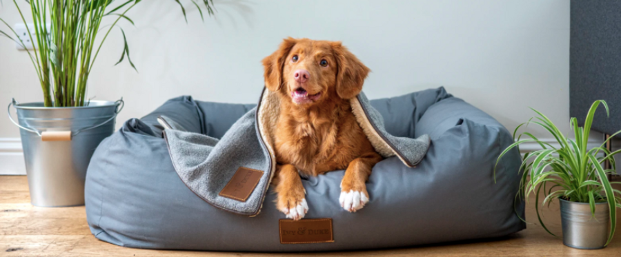 Can CBD help with your dog's hotspots? Can CBD help with your dog's hotspots?