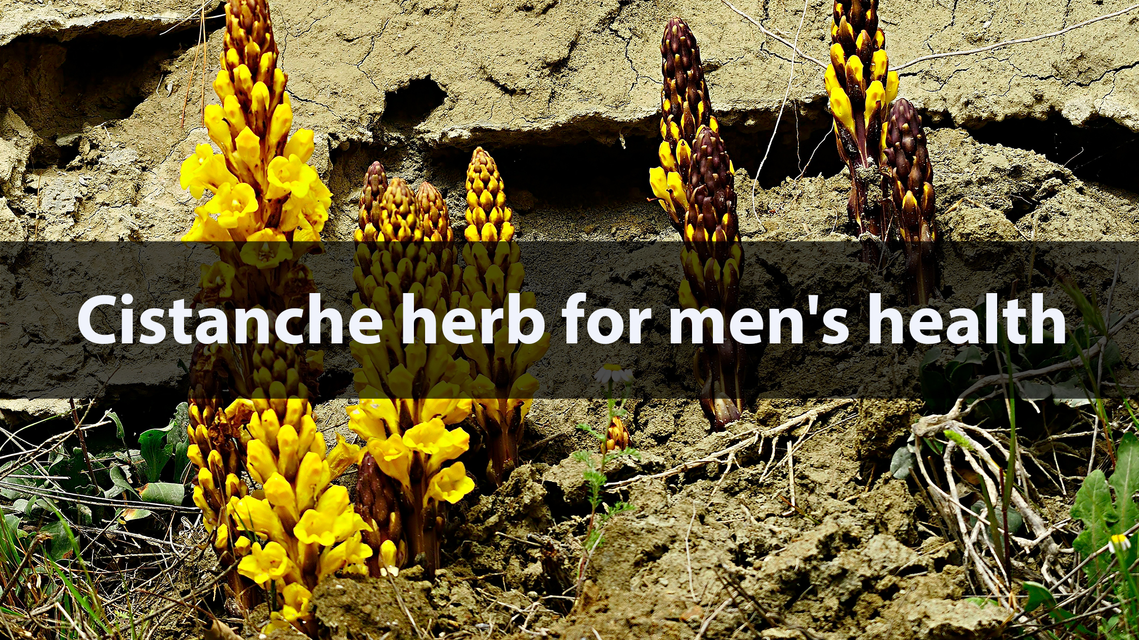 https://cdn11.bigcommerce.com/s-tc886n0118/product_images/uploaded_images/cistanche-herb.jpg