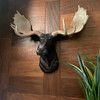 Rustic Moose Head Bust Wall Sculpture 20x23in Brown Cabin Lodge Decor Lifestyle image 1
