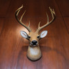 12 Point Buck Deer Head Bust Wall Hanging Lifestyle image 1