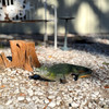21 inch Green Alligator Statue Resin Gator Garden Outdoor Yard Lawn Decor Lifestyle image 2