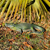 21 inch Green Alligator Statue Resin Gator Garden Outdoor Yard Lawn Decor Lifestyle image 3
