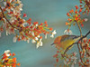 National Geographic Matted Print - Warbler On Cherry Tree - 16 x 20 Inches Additional image