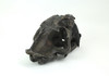 Hand Painted Realistic Prehistoric Brown Saber Toothed Cat Skull Fossil Statue Additional image