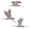 Set of 3 Flying Crane Wall Plaques Main image
