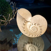 White Sandstone Finish Frilled Nautilus Shell Accent Lamp 10 Inches High Lifestyle image 1