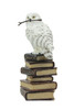 White Snowy Owl Perched On Stack of Magical Books Statue Additional image