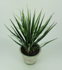 Yucca Plant in Clay Pot 26.5 Inch Tall Additional image