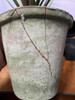 Yucca Plant in Clay Pot 26.5 Inch Tall Image of main defect