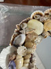 Natural Seashell Frame Small Round Wall Mirror 10 Inch Diameter Image of main defect