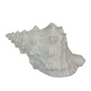 8 Inch Resin LED Frog Shell Accent Lamp Sea Table Light Nautical Home Decor Main image
