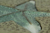 Sand and Sky Starfish and Shell Decorative Stepping Stones or Wall Hangings Set Additional image