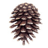 SPI Home Solid Brass Pinecone Doorknocker 7 Inches High Main image