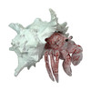 Resin Hermit Crab Statue Red Whitewashed Shell Coastal Figurine 5.25 In Additional image