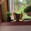 Angel Wing Bookends Set Antique Gold Resin 8.75 in Decorative Book Holders Lifestyle image 4