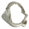 Replica Shark Jaw 15.5 Inch Resin Nautical Wall Decor Additional image